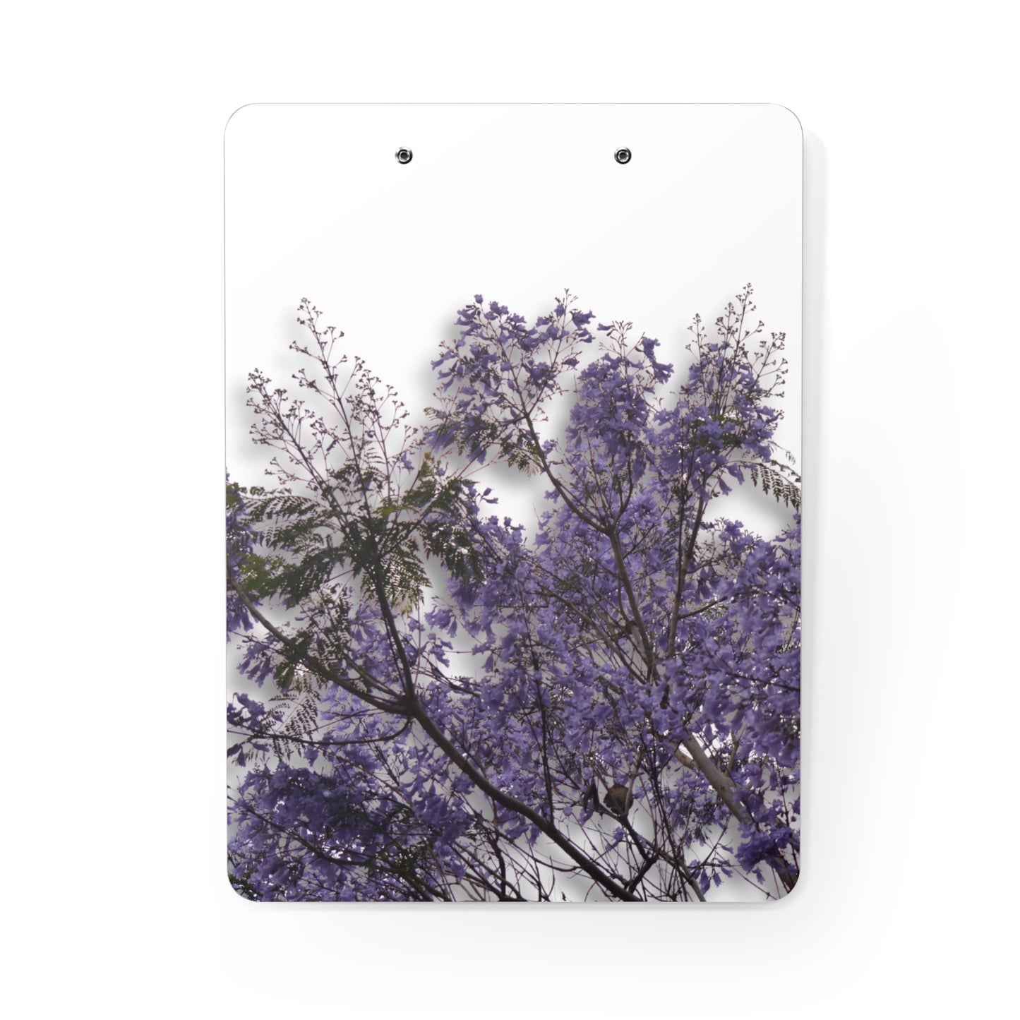 Jacarandas [Clipboard]