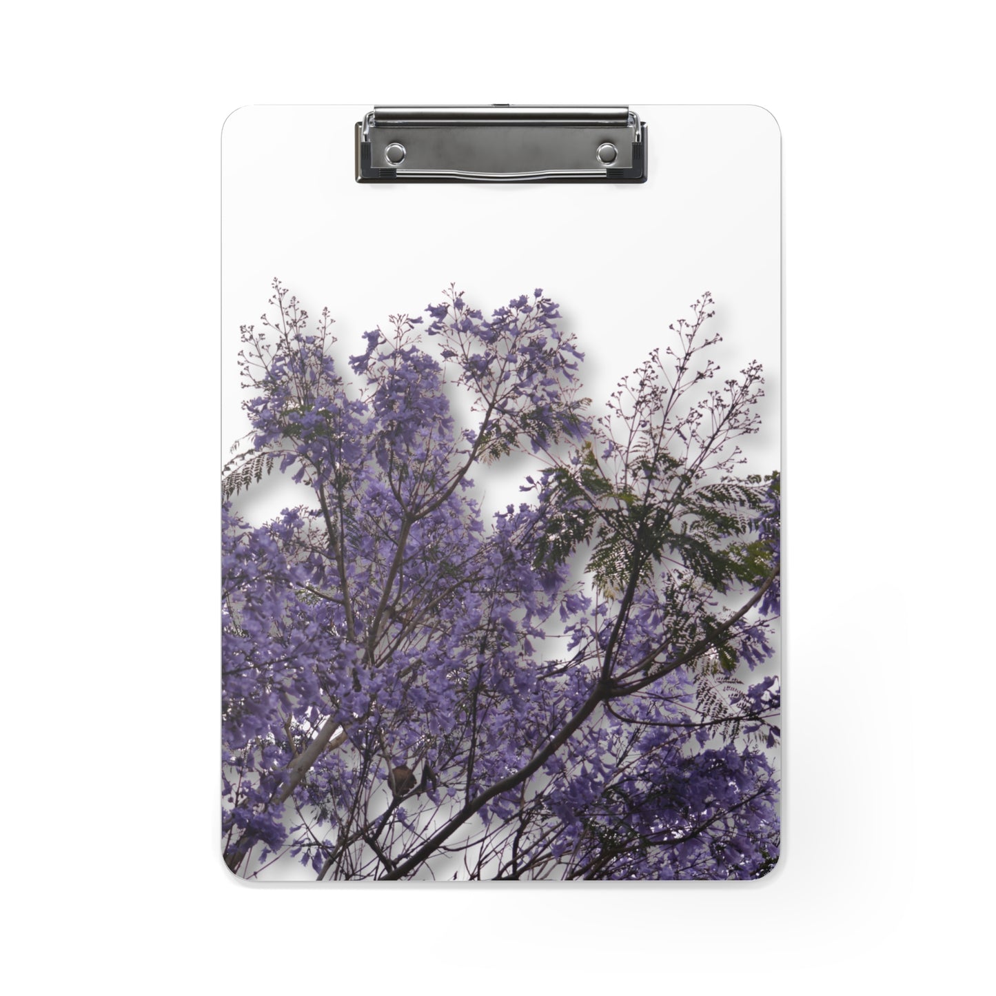 Jacarandas [Clipboard]