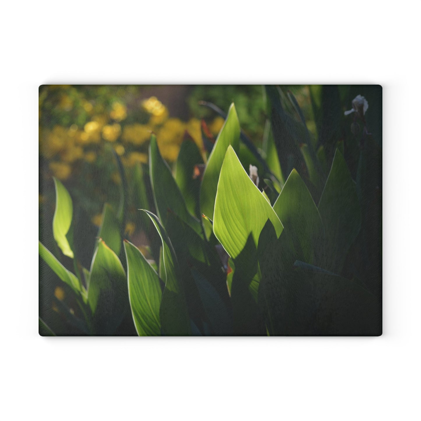 Parker Backyard [Glass Cutting Board]