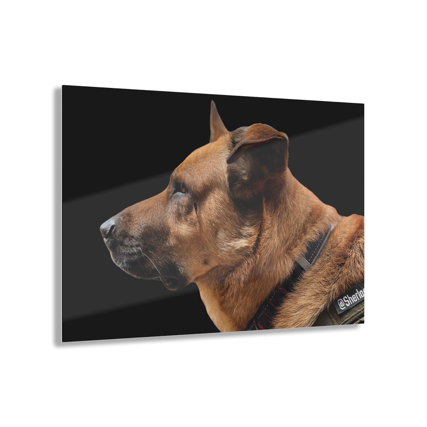 Sherlock [Acrylic Prints]